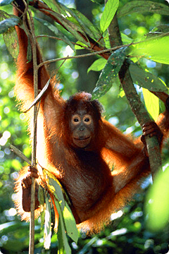 Orang Oetan in een Nationaal Park
